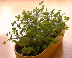 Callisia repens Habitus Foto: M. Bischoff & M. Brückner