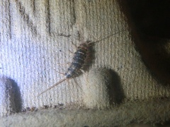 (Thermobia domestica)