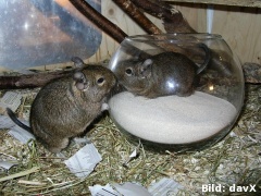 Degu-Goldfischchen :-) 