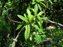  (Eriobotrya japonica)