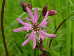 Blühende Kuckucks-Lichtnelke