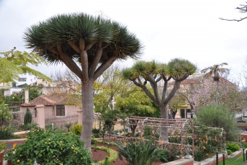 (Dracaena draco)
