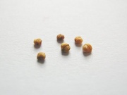 Feldsalat Samen