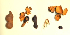 Tamarinde Frucht
