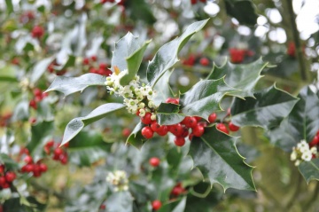 (Ilex aquifolium L.)
