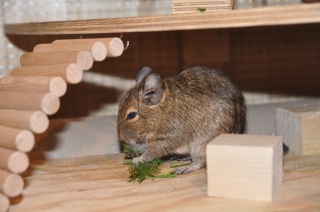 Degu frisst  Blätter.