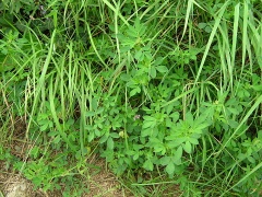 Luzerne (Medicago sativa L.)