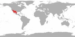 Merriams Kängururatte Verbreitung