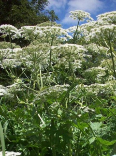 Riesenbärenklau Habitus