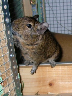 Neugieriger Degu