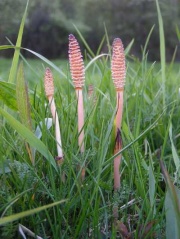 Sporenähre des Ackerschachtelhalms (Zinnkraut)