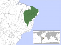 Azara-Aguti
