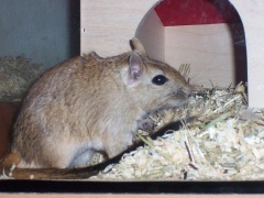 Libysche Rennmaus (Meriones libycus)Foto: A. Gessele