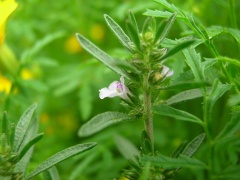 Bohnenkraut-Zweig mit Blüte