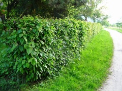 Hainbuche Hecke