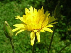 Schwarzwurzel Blüte