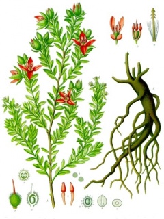 (Krameria lappacea)