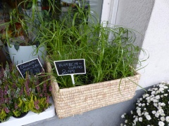 Zyperngras wird gerne als  verkauft.