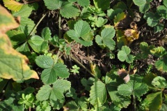 Erdbeer-Fingerkraut (Potentilla sterilis)