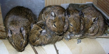 Degus sind sehr soziale Tiere