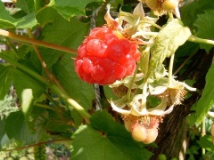  (Rubus idaeus)