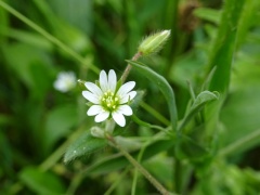 Blühendes Hornkraut