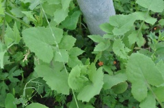 Gänsedistel ohne Blüten