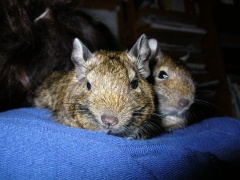 Schulterdegu