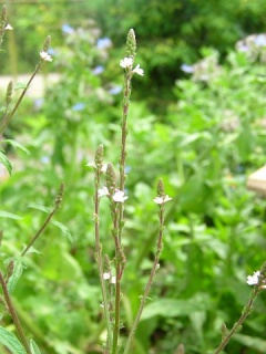  (Verbena officinalis)