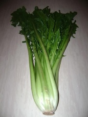 Katalonien-Blattzichorie (Bild: A. Jakubiak)