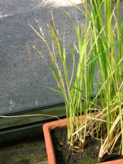 Reis (Oryza sativa L.)