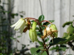 Patagua, Blüte
