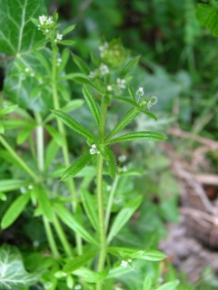 Klettenlabkraut (Galium aparine)