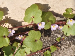 Blühendes Mauer-Zimbelkraut