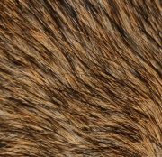 Nahaufnahme der Wildfarbe 'agouti'