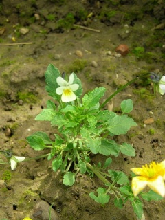 Wildes Stiefmütterchen