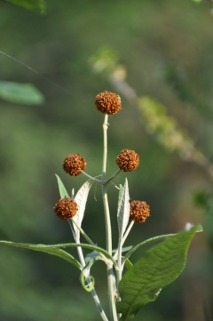 Blühender Kugel-Sommerflieder