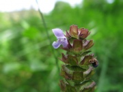  (Prunella vulgaris)