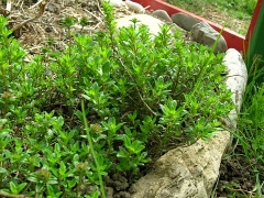 Arznei-Thymian (Thymus pulegioides L.)