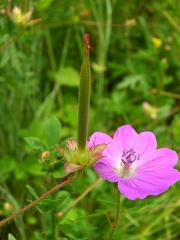 Reiherschnabel ( Erodium cicutarium ssp. cicutarium)