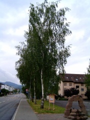 Hängebirke