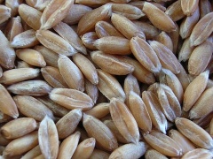 Dinkel