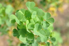 Blätter des (Oxalis gigantea).