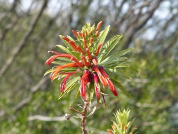 Blühende Lobelia excelsa