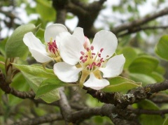 Birnenbaum-Blüte