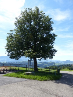 Esche in Hohe Buche (Trogen, Appenzell Ausserrhoden).