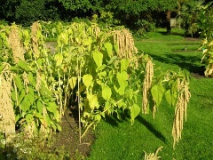 Amaranthus caudatus L. var. pendulinus