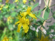 Johanniskraut