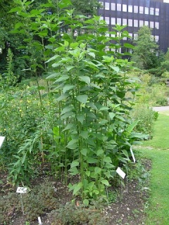 Topinambur Helianthus tuberosus L.