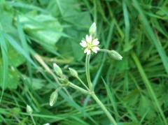 Blühendes Hornkraut